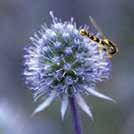 10 sarvimaista ulkonemaa. Erilaisia värejä ja kuvioita. Erittäin hieno tavallisissa ja kuivakukka-asetelmissa. CYNARA cardunculus 0200097 Latva-artisokka Green Globe Scolymus-ryhmä Kulttuuriperintö v.