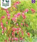 1 kpl I 110 6-9 Hinta 6,50 DICENTRA spectabilis Särkynytsydän 4-5 5-6 50 1 kpl 2/3 Hinta 5,95 1100071 Tunnettu