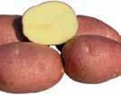 Hinta 5,95 Hinta 14,95 SOLANUM tuberosum Siemenperuna Timo 1200024 1200044 1200012 8-11 kpl 1 kg 25-30 kpl 3 kg 40-55 kpl 5 kg Sertifikaatti: A. Yksi Suomen suosituimmista perunalajikkeista.