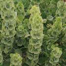 16 Ikikukat 0200 Exotic Garden luettelo 2018 MOLUCCELLA laevis 0200056 Kotilokukka, irlanninkello Pidetty kasvi kauniisiin talviasetelmiin.