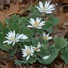 18 Mauste- ja lääkekasvit 0400 Exotic Garden luettelo 2018 SANGUINARIA canadense Lumikki 0300014 Juuria käytetään joko sellaisenaan tai kuivattuina lankojen värjäyksessä.