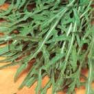 22 Mauste- ja lääkekasvit 0400 Exotic Garden luettelo 2018 DAUCUS carota Villiporkkana 0400111 Luonnonvarainen muoto. Terveyskasvi, josta käytetään siemenet, juuret ja lehdet.