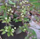 Exotic Garden luettelo 2018 Mauste- ja lääkekasvit 0400 25 LIPPIA dulcis Mesinuppio 10-30 20 M 7-9 MANDRAGORA officinarum Mandrake 150-450 20 M 1-5, 9-11 4-5 IV-V 5 siem Hinta 11,50 0400320 Vanha,