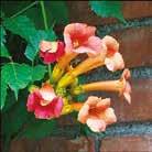 Kukat ovat 7-9 cm pitkät ja ne ovat viuhkoissa. Viihtyy parhaiten lämpimällä seinustalla tai muurilla. 0600006 Pensas, jolla on levittäytyvä kasvutapa.