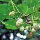 Kasvia voidaan kasvattaa ruukussa, joka tuodaan talveksi sisään. JUGLANS nigra 0600120 Mustajalopähkinä Kotoisin Pohjois-Amerikasta. Syväuurteinen runko ja kiiltävät lehdet.