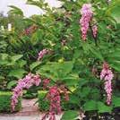 Exotic Garden luettelo 2018 Puutarhaperennat 0700 37 SYRINGA reflexa Nuokkusyreeni 30-90 3 5-6 VII 0600044 Kotoisin Kiinasta. Harva, pensasmainen kasvutapa.