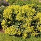 Exotic Garden luettelo 2018 Puutarhaperennat 0700 39 ALCHEMILLA mollis Jättipoimulehti Thriller 1-5, 9-11 175 siem 30-90 35 6-9 IV-V 0700225 Kotoisin