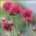 Kestävä ARMERIA pseudarmeria 0700450 Maljalaukkaneilikka Ballerina White Tyylikkäät, tiiviit mättäät. Suikeat, syvänvihreät lehdet. Lumivalkoiset, pallonpyöreät kukinnot ovat tanakoissa varsissa.