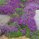 AUBRIETA cultorum 0700038 Tarharistikki Cascade Blue Kasvaa kauniiksi, tuuheiksi mättäiksi.