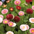 Exotic Garden luettelo 2018 Puutarhaperennat 0700 43 BELLIS perennis fl. pl.