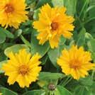 Exotic Garden luettelo 2018 Puutarhaperennat 0700 45 COREOPSIS grandiflora Isokaunosilmä Presto 0700916 Isot, kullankeltaiset, puolikerrannaiset kukat. Tiiviit, pyöreät taimet. Tummanvihreät lehdet.