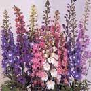 46 Puutarhaperennat 0700 Exotic Garden luettelo 2018 DELPHINIUM cultorum Elatum Jaloritarinkannus Pacific 1-5 10-30 125 7-9 VII