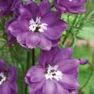 DELPHINIUM Elatum-ryhmä, gr. 0700430 Jaloritarinkannus Magic Fountains Lilac White Bee Uutuus 2018. Hyvin kaunis kasvi.