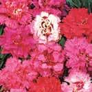 500 siem 10-30 40 K 6-8 VII 175 siem 10-30 40 K 6-8 III-V 200 siem 10-30 15 Ki 7-9 V-VI DIANTHUS deltoides Ketoneilikka Arctic Fire