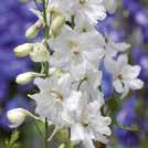 Pitkät, tiiviit, valtikkamaiset kukinnot.   DELPHINIUM Elatum-ryhmä/gr.