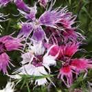 Exotic Garden luettelo 2018 Puutarhaperennat 0700 47 DIANTHUS superbus Pulskaneilikka Spooky UUTUUS 2018, 5-9 500 siem 10-30 40 6-7 V-VII