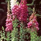 Tyvestä puutunut puolipensas. Myrkyllinen! DIGITALIS purpurea 0700096 Kellosormustinkukka Gloxiniaeflora Värisekoitus, mukana kirjavia.