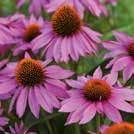 48 ECHINACEA purpurea 0700301 Kaunopunahattu Feeling Pink Isot, kirkkaanruusunpunaiset kukat, joissa on kullankeltainen keskusta.