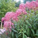 EUPATORIUM maculatum 0700765 Täpläpunalatva Atropurpureum Kotoisin Pohjois-Amerikasta.