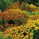 150 siem Puutarhaperennat 0700 30-90 125 8-10 II-III HELENIUM autumnale Syyshohdekukka Western 1-3 40 siem 10-30 50 8-10