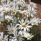 Puutarhaperennat 0700 LEUCANTHEMUM vulgare 0700068 Päivänkakkara May Queen Isot valkoiset, yksinkertaiset kukat.