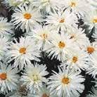 Exotic Garden luettelo 2018 LEUCANTHEMUM superbum 0700770 Isopäivänkakkara Crazy Daisy Ensimmäinen keskikorkea päivänkakkara, jonka