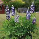 Exotic Garden luettelo 2018 Puutarhaperennat 0700 53 LUPINUS regalis 0700173 Kirjolupiini Mini Gallery Blue Tiiviit,