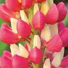 30-90 80 3-5, 8-11 6-8 V-VI 30 siem LUPINUS regalis Kirjolupiini Chandelier 30-90 80 3-5, 8-11 6-8 30 siem 0700156 Hohtavan