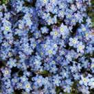 Exotic Garden luettelo 2018 Puutarhaperennat 0700 55 MYOSOTIS sylvatica Puistolemmikki Blue Ball 0700165 Tunnettu kasvi, jolla on vaaleansiniset kukat ja tiivis, pyöristyvä kasvutapa.