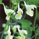 MYRRHIS odorata Saksankirveli 0700388 Komea taustakasvi, jolla on koristeellinen, tuoksuva, sulkamainen lehdistö. Sarjassa pieniä valkoisia tähtikukkia. Viljeltynä harvinainen.