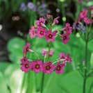 PRIMULA denticulata Palloesikko 0700184 Kotoisin Himalajalta. Isot pallomaiset kukinnot, joissa on lilan, sinisen ja valkoisen eri sävyjä.