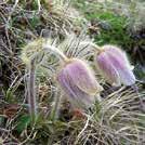 Sopii rinteeseen. PULSATILLA vernalis Kangasvuokko 0700020 Erittäin harvinainen ja nykyään kokonaan rauhoitettu.