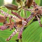 Exotic Garden luettelo 2018 Puutarhaperennat 0700 61 TRICYRTIS hirta Konnanlilja 1-5, 9-11 50 siem 30-90 60 8-10 III-VI