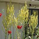 TROPAEOLUM speciosum Liekkikrassi 0700320 Köynneliäs ruohokasvi. Kukinnot ovat kuin punaisina hehkuvat kaulanauhat.