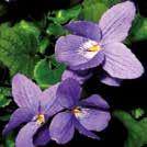 62 Pohjoismaiset luonnonkasvit 0701 Exotic Garden luettelo 2018 VIOLA odorata 0700222 Tuoksuorvokki Queen Charlotte Isokukkainen