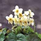 VIOLA odorata Tuoksuorvokki Sulphurea 0700299 Hyvin harvinainen ja ainutlaatuinen, pieni lajike, jolla on keltaiset kukat.