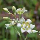 ZIGADENUS elegans Tähtililja 0700266 Tyylikäs kasvi, jonka siroissa tähtimäisissä, valkoisissa kukinnoissa on vihreänkeltainen