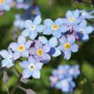 Exotic Garden luettelo 2018 Pohjoismaiset luonnonkasvit 0701 65 MENTHA aquatica Vesiminttu 1-5, 9-11 30-90 45 M 7-9 IV-V 0701383 Violetinpunaiset kukat ovat puolipallomaisina, tiheinä kukintoina.