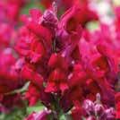 40 siem Yksivuotiset kukat 0800 10-30 30 Y-M 7-9 ANTIRRHINUM majus 0800122 Leijonankita F1 Snappy Lavender Blush Matala.