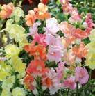 Komea kukkakimpuissa ja -ryhmissä. ANTIRRHINUM majus 0800874 Isoleijonankita F1 Chantilly Mix Korkea. Isot, avoimet kukat.