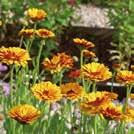 Exotic Garden luettelo 2018 Yksivuotiset kukat 0800 75 CALENDULA officinalis 0800599 (Tarha)kehäkukka Indian Prince Vaikuttava lajike.