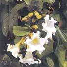 6 Huonekasvit 0100 Exotic Garden luettelo 2018 BEAUMONTIA grandiflora Suppiloköynnös 0100033 Kotoisin Intiasta.