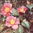 Monia erikoisia, voimakkaasti erottuvia kuvioita. CAMELLIA japonica Kamelia 0100045 Tarunhohtoinen, japanilainen kasvi, joka on kukkiessaan hyvin kaunis.