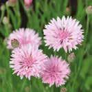 78 CENTAUREA cyanus 0800477 Ruiskaunokki, ruiskukka Tom Pouce Pink Ihastuttavat kirkkaan ruusunpunaiset, tiiviisti kerrannaiset kukat.