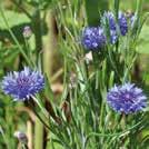 Exotic Garden uettelo 2018 CENTAUREA cyanus 0800673 Ruiskaunokki, ruiskukka Blue Boy Kerrannaiskukkainen, hyvin kirkkaansininen