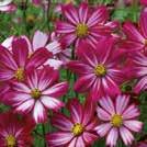 Exotic Garden luettelo 2018 Yksivuotiset kukat 0800 81 COSMOS bipinnatus 0800800 Punakosmos(kukka) Cosimo Red-White Yksinkertaisissa,