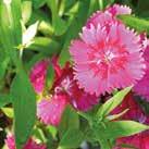 DIANTHUS caryophyllus 0800220 Tarhaneilikka Enfant de Nice Kerrannaiset punavioletit, ruusunpunaiset, oranssit tai valkoiset kukat.