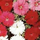 300 siem 10-30 25 6-9 45 siem 10-30 50 7-9 125 siem 10-30 40 7-9 DIANTHUS caryophyllus Tarhaneilikka Benigna 45 siem 10-30 50 7-9 0800580