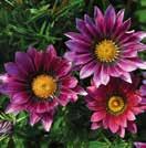 10-30 70 Y 7-10 50 siem Helppo kasvattaa GAZANIA rigens 0800219 Timanttikukka F1 New Day Pink Shades Isot, hohtavat kukat ovat vaihtelevan sävyisen syvän