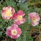 ESCHSCHOLZIA californica 0800834 Kaliforniantuliunikko Rosa Romantica Kaunis kesäkukka, jossa on romanttisia roosan sävyjä. Kukkii runsaasti koko kesän.